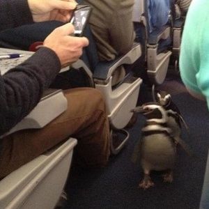 Meet your Posher, Jacinda